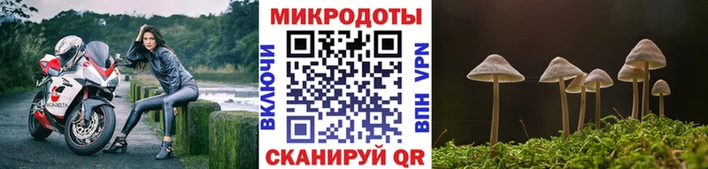 Галлюциногенные грибы Psilocybine cubensis Красногорск